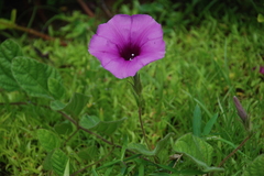 Ipomoea barlerioides